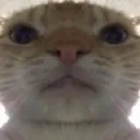 CatBruh