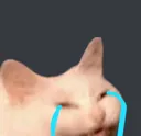 kittycry