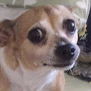 DogsOfDiscord_2_pls Discord emoji
