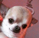 DogsOfDiscord_2_Forehead Discord emoji