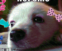 DogsOfDiscord_2_ImissYou Discord emoji
