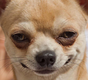 DogsOfDiscord_3_Kinky Discord emoji