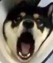 DogsOfDiscord_2_helpless Discord emoji