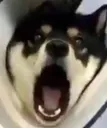 DogsOfDiscord_2_helpless DogsOfDiscord_2_helpless