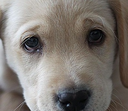 DogsOfDiscord_2_PuppyEyez Discord emoji