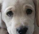 DogsOfDiscord_2_PuppyEyez DogsOfDiscord_2_PuppyEyez