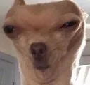 DogsOfDiscord_2_what DogsOfDiscord_2_what