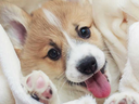DogsOfDiscord_2_coot Discord emoji