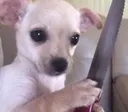 DogsOfDiscord_2_murder DogsOfDiscord_2_murder