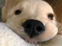 DogsOfDiscord_3_attention Discord emoji