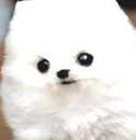 DogsOfDiscord_2_DogBall Discord emoji
