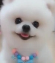 DogsOfDiscord_2_LetzPlay Discord emoji