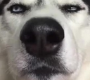 DogsOfDiscord_2_Wtf Discord emoji