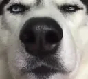 DogsOfDiscord_2_Wtf DogsOfDiscord_2_Wtf