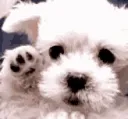 DogsOfDiscord_3_hai DogsOfDiscord_3_hai