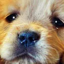 DogsOfDiscord_3_VeriSadPuppy DogsOfDiscord_3_VeriSadPuppy