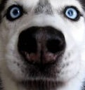 DogsOfDiscord_2_INTENSE Discord emoji