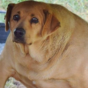 DogsOfDiscord_2_Flex Discord emoji