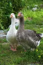 geese