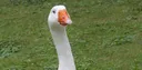 goose