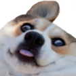 DogsOfDiscord_1_Bish Discord emoji