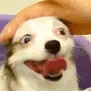 DogsOfDiscord_3_Pats DogsOfDiscord_3_Pats