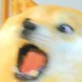 DogsOfDiscord_2_WHAA DogsOfDiscord_2_WHAA