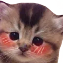 blushkitten blushkitten