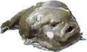 FishMoley