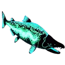 raresalmon