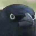 crowjudgement
