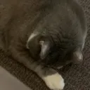 catto_sleep catto_sleep
