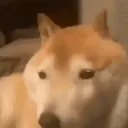 bonk