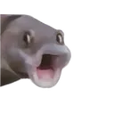 pogfish