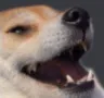 dogkek dogkek