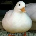 ente