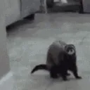 ferretbye