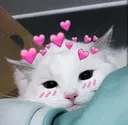 1catlove Discord Emoji