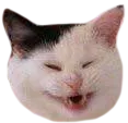 laughcat laughcat