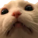 facethurstoncat