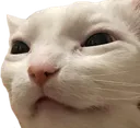 squintthurstoncat squintthurstoncat