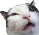squintcat2