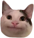 whiskers whiskers