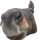 mudsnoot