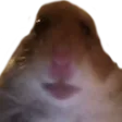 hamster