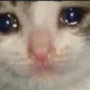 sadcat