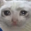 SadCat SadCat