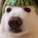 bruhdog