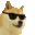 cooldoge