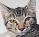 CATBRUH
